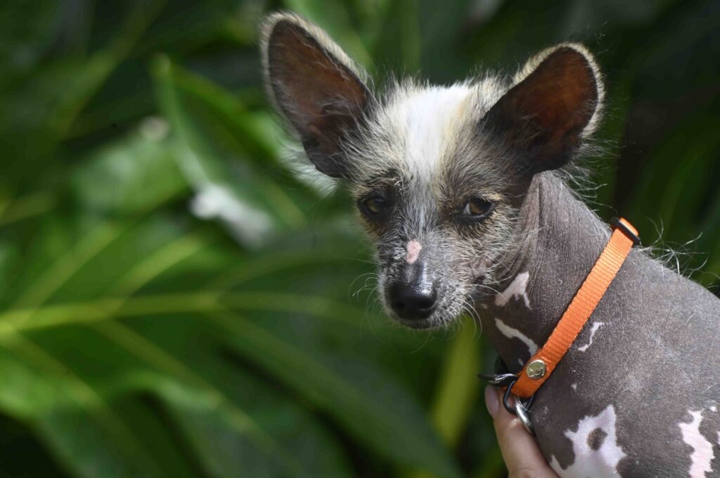 Madinina Dog Show