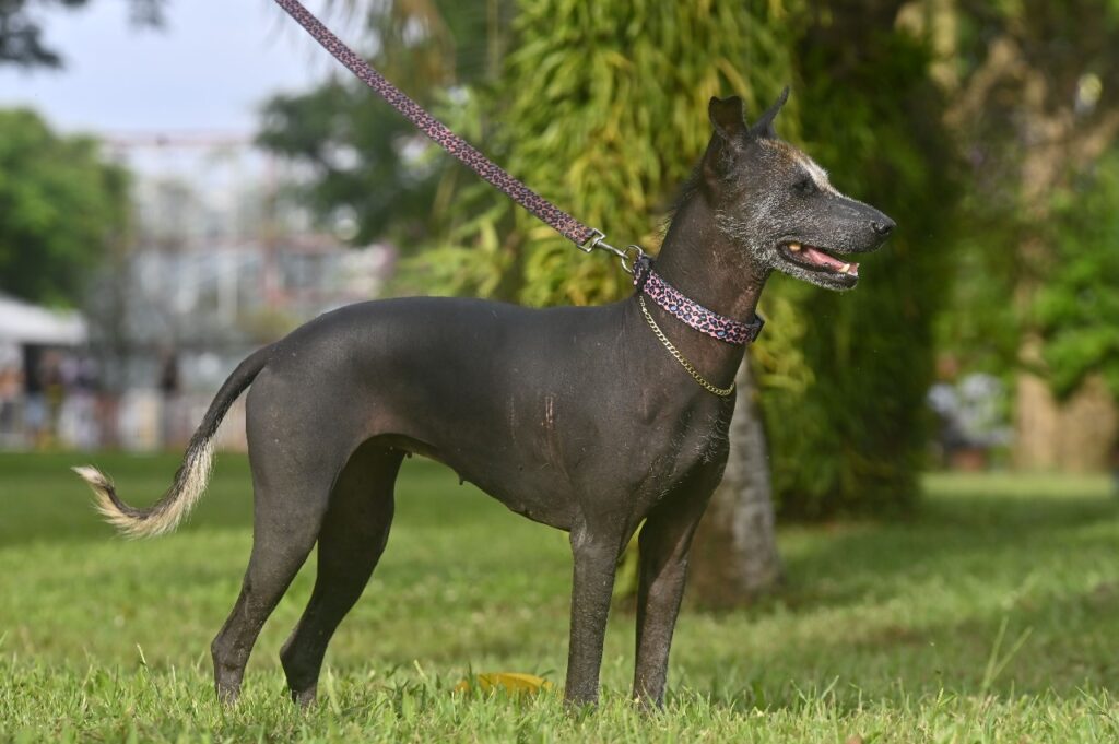 chien fer ou chien nu de Martinique