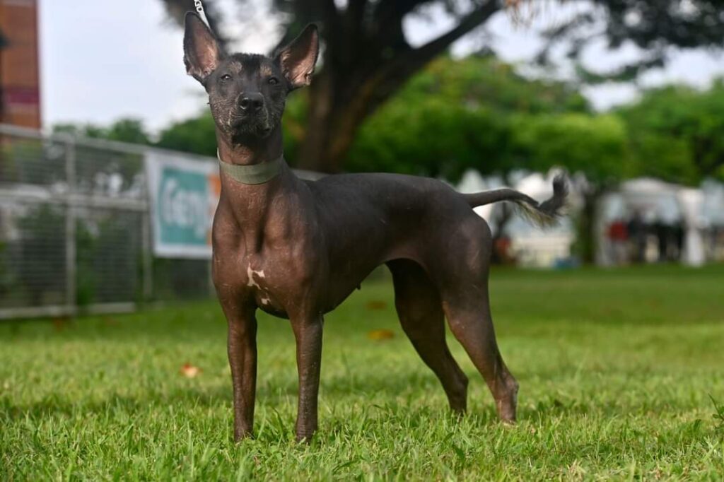 exposition canine Martinique 2023 (chien fè)