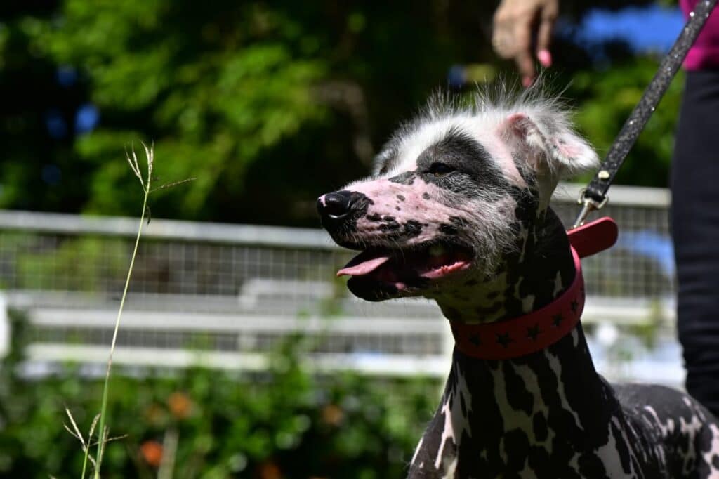Chien fè tacheté, étude de tête