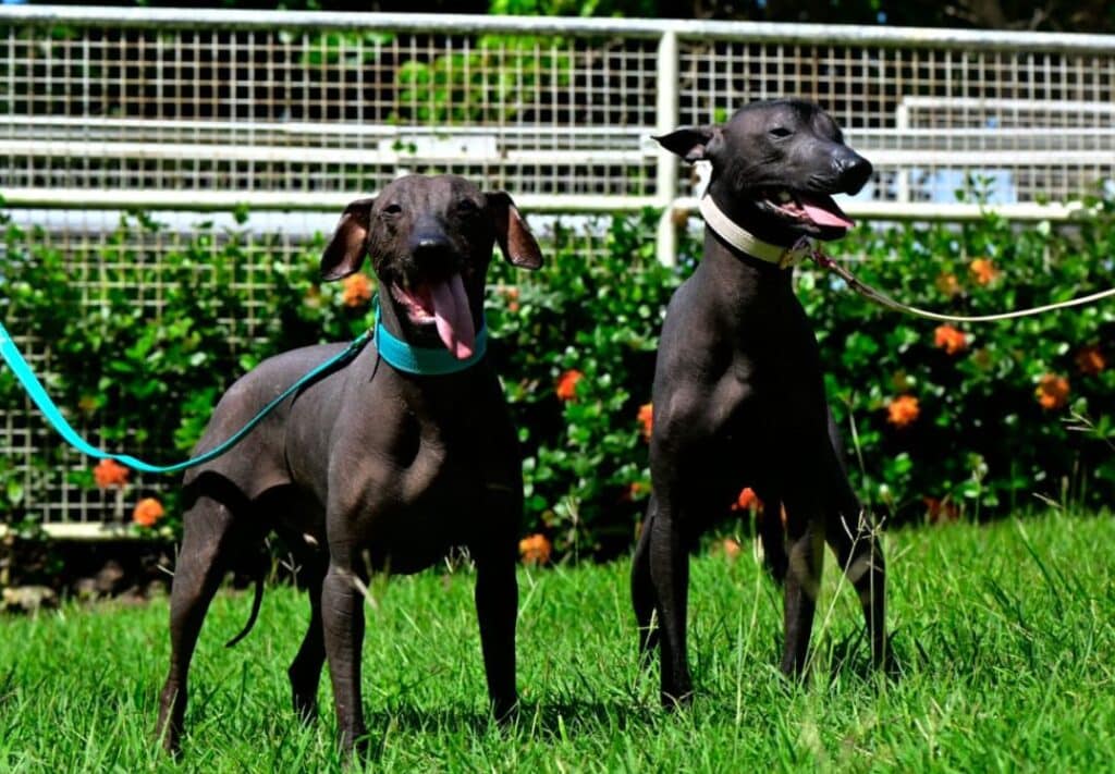Présentation de deux chiens fè de Martinique lors d'une exposition canine